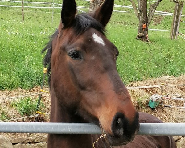 horse Blossom Grove (Irish Sport Horse, 2019)