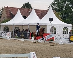 Deckhengst Crown Cracker (Deutsches Reitpony, 2018, von Kastanienhof Cockney Cracker)