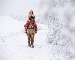 jumper Centa 20 (German Sport Horse, 2010, from Centadel)