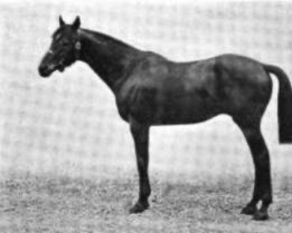stallion St. Brendan xx (Thoroughbred, 1899, from Hackler xx)