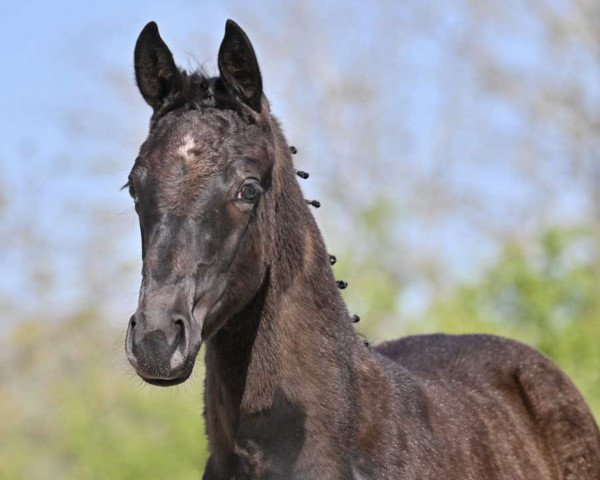 dressage horse Mindstar (German Sport Horse, 2022, from In My Mind NRW)