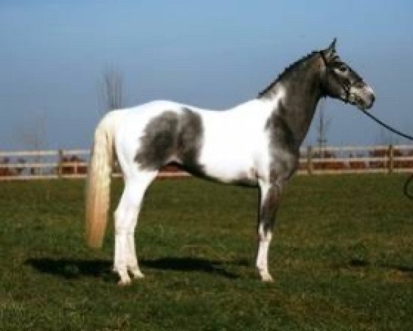 stallion Fidelgo du Houssoit (Belgian Warmblood, 2011, from Button Sitte)