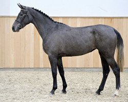 Springpferd Prada GPH (KWPN (Niederländisches Warmblut), 2020, von Cohinoor VDL)