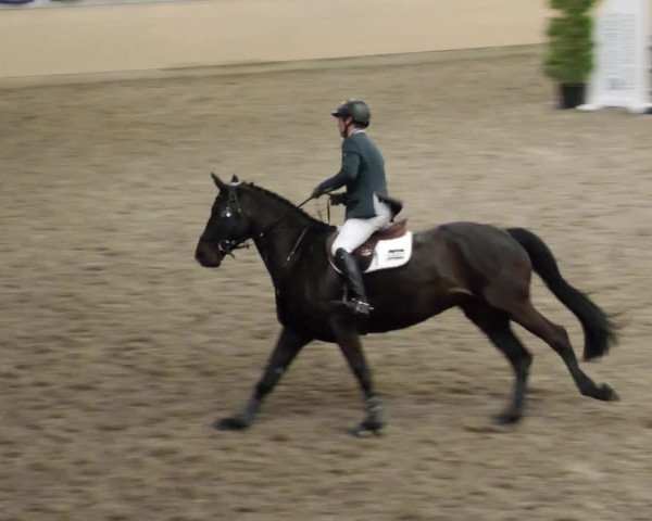 Reitturnier Waghäusel-Wiesental 2023