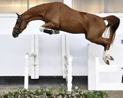 jumper Decadance AC Z (Zangersheide riding horse, 2020, from Don't Touch Tiji Hero)