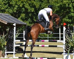 jumper Manchester Bw (Swedish Warmblood, 2017, from Chapeau Tn)