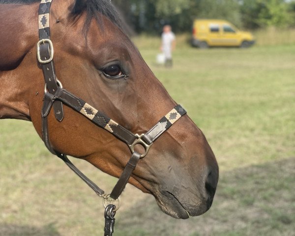 jumper Manchester Bw (KWPN (Royal Dutch Sporthorse), 2017, from Chapeau Tn)