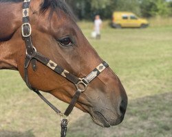 Springpferd MANCHESTER (KWPN (Niederländisches Warmblut), 2017, von Chapeau TN)