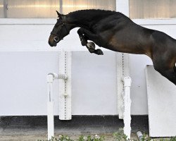 Springpferd Poco Loco van het Bokt Z (Zangersheide Reitpferd, 2020, von Pepitto van het Bokt)