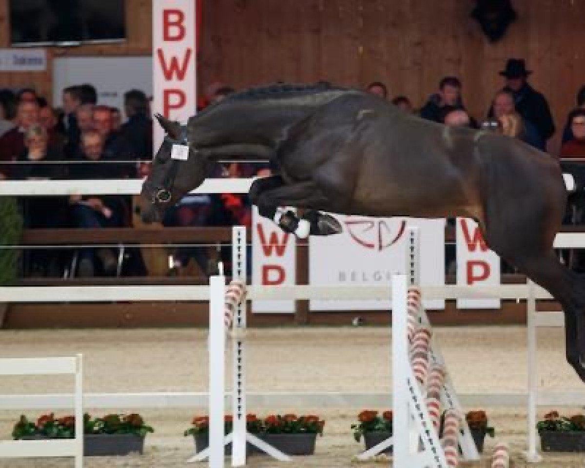 Deckhengst Pepitto van het Bokt (Belgisches Warmblut, 2015, von Thunder van de Zuuthoeve)