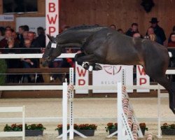 stallion Pepitto van het Bokt (Belgian Warmblood, 2015, from Thunder van de Zuuthoeve)