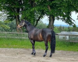 dressage horse Irish Coffee (German Sport Horse, 2016, from Illuminati S 2)