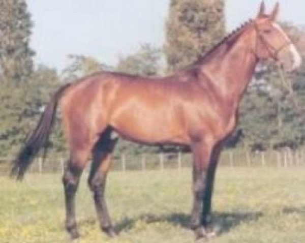 horse Attila III (Sella Italiano, 1985, from Jalisco B)