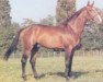 horse Attila III (Sella Italiano, 1985, from Jalisco B)