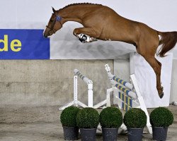 Springpferd Erald de Poteau Z (Zangersheide Reitpferd, 2020, von Emerald van 't Ruytershof)