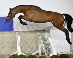 jumper Parinjo (KWPN (Royal Dutch Sporthorse), 2020, from Carinjo)