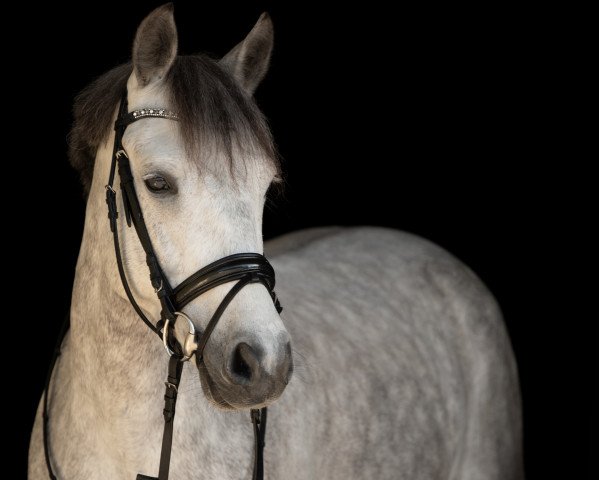dressage horse Coolakokera John (Connemara Pony, 2014, from Rosscastle Carroll Owen)