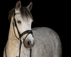 Dressurpferd Coolakokera John (Connemara-Pony, 2014, von Rosscastle Carroll Owen)