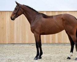 Springpferd Byron Cendrullon Z (Zangersheide Reitpferd, 2018, von Bisquet Balou C)