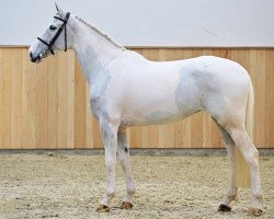 broodmare L'Albertine Sitte (Belgium Sporthorse, 2017, from Greco Sitte)