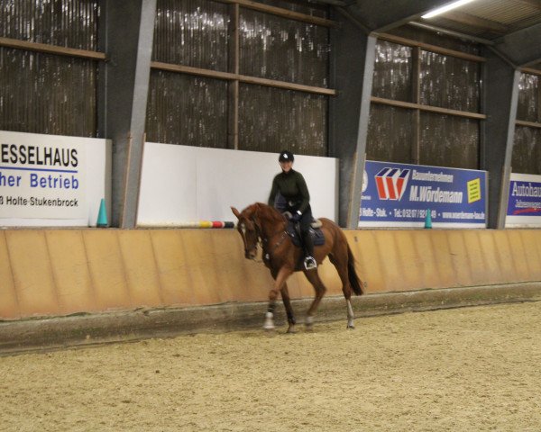 jumper Goldmähne KFA (German Sport Horse, 2019, from Goldfever)