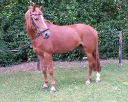 jumper Angelita D (German Riding Pony, 2006, from Amarillys Sensation D)