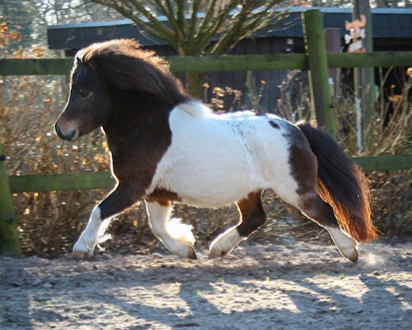 Deckhengst Krummhörn`s Elmar (Shetland Pony (unter 87 cm), 2016, von Elias van de Schellenkrans)
