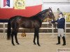 stallion Banita AA (Little-Poland (malopolska), 1992, from Arcus xx)