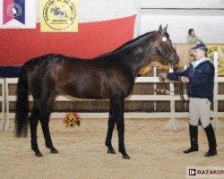 stallion Banita AA (Little-Poland (malopolska), 1992, from Arcus xx)