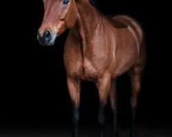 dressage horse Didgeridoo 19 (Westphalian, 2009, from Don Corazon)