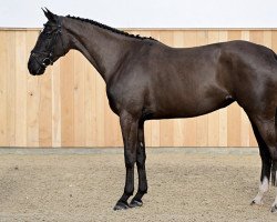 jumper D'Amour van den Haze Z (Zangersheide riding horse, 2019, from Dominator 2000 Z)