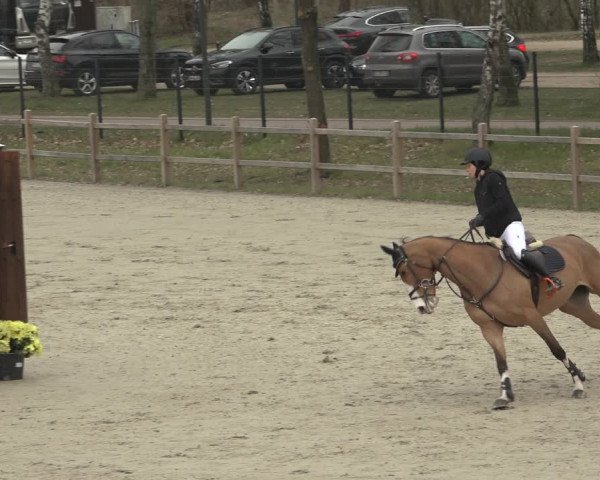 Reitturnier Westergellersen 2023