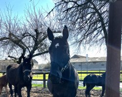 broodmare Bella (Hanoverian, 2017, from Bon Coeur)