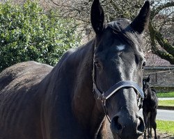 broodmare Tina (Hanoverian, 2016, from Talismann 93)