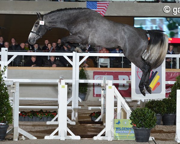 stallion Le Diamant Horta (Belgian Warmblood, 2011, from Diamant de Semilly)