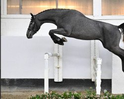 jumper Urus (Belgian Warmblood, 2020, from Dominator 2000 Z)