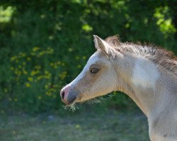 Springpferd Wallrabensteins Rowena Ravenclaw (Deutsches Reitpony, 2020, von Expecto Patronum 3)