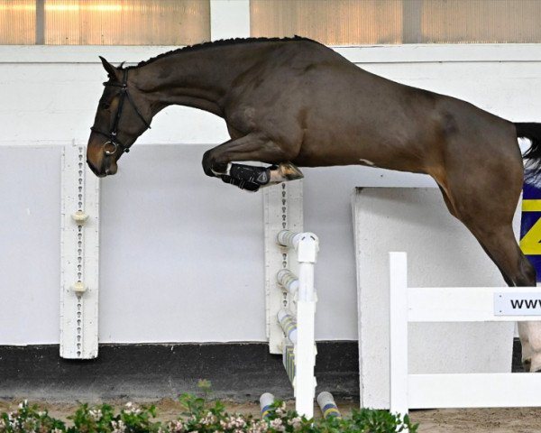 jumper Okaïre (KWPN (Royal Dutch Sporthorse), 2019, from Tangelo van de Zuuthoeve)