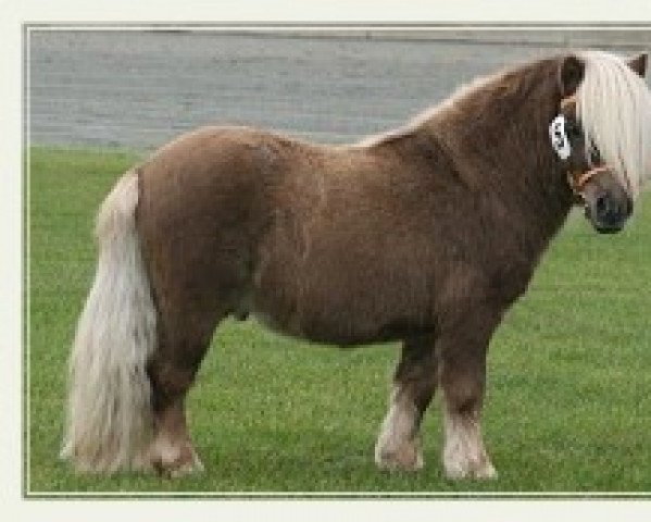 stallion Elias van de Schellenkrans (Shetland pony (under 87 cm), 2011, from Shandy van Bromishet)