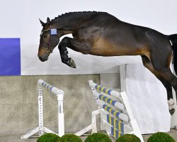 jumper Balou Boy VK van 't Langeriethof (Oldenburg show jumper, 2020, from Balou du Rouet)