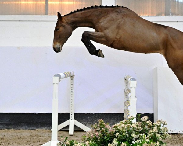 broodmare Careuza L Z (Zangersheide riding horse, 2019, from Chacfly PS)