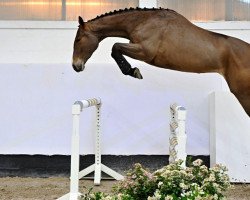 broodmare Careuza L Z (Zangersheide riding horse, 2019, from Chacfly PS)