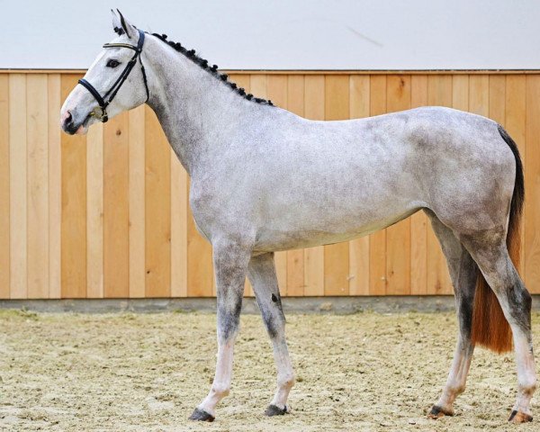 jumper Esperanza Z (Zangersheide riding horse, 2020, from Emerald van 't Ruytershof)