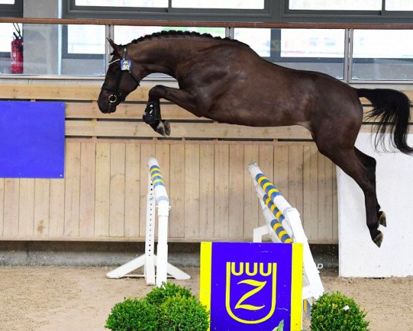 jumper Pavantos Weering (KWPN (Royal Dutch Sporthorse), 2020, from Mosito van het Hellehof)