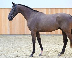 jumper Tierlantijn (Belgian Warmblood, 2019, from Leandro Vg)