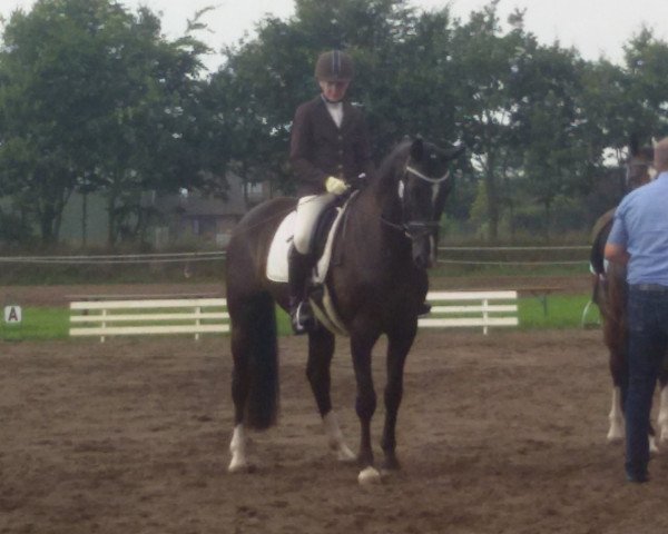 dressage horse Hochdonns Dark Dancer (German Warmblood, 2010, from Der Donnerhall)