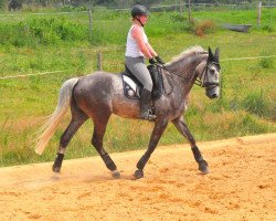 horse Diva (German Sport Horse, 2007, from Landzauber)