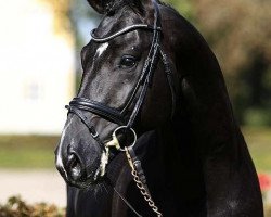 stallion Devotion PS (Oldenburg, 2015, from De Niro)