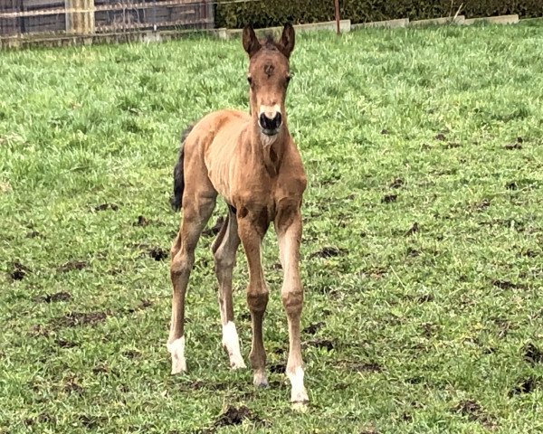 jumper Dornaro (German Warmblood, 2023, from Davids Galahad)