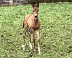 jumper Dornaro (German Warmblood, 2023, from Davids Galahad)